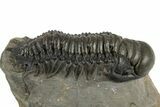 Crotalocephalina Trilobite Fossil - Exposed Hypostome #310283-1